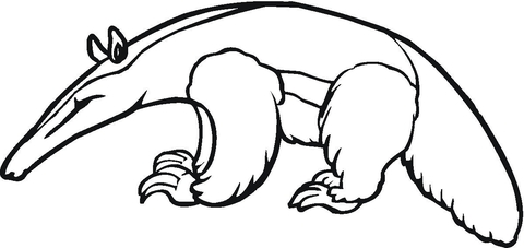 Anteater 4 Coloring Page